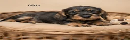 Ruwhaar Teckel honden te koop: Super mooie dwergteckel (tekkel) pups - Advertentie 4