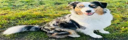 Australian Shepherd honden te koop: Australian sheperd - Advertentie 20