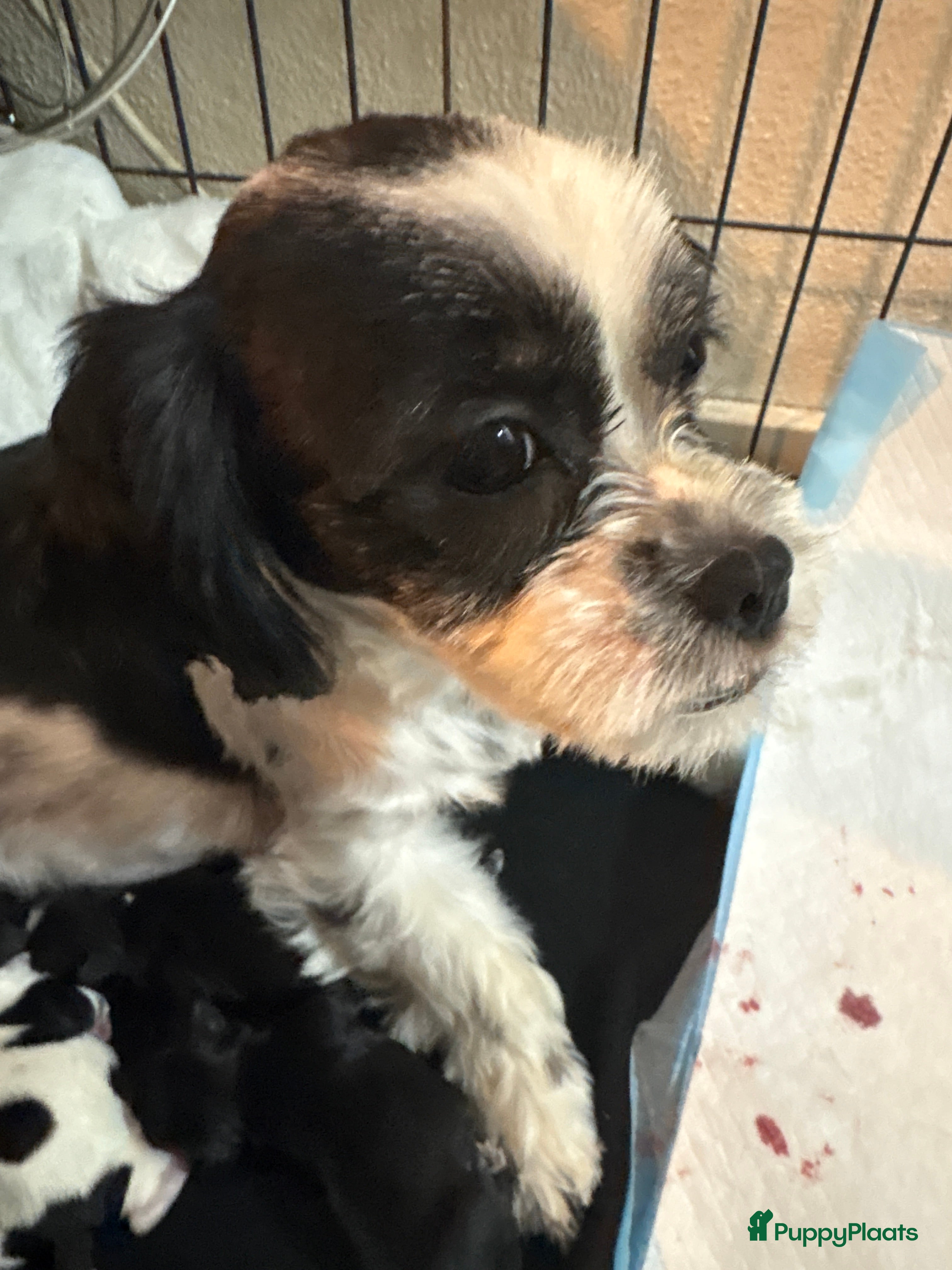 Shih Tzu honden Mooie shitzu boomer pups - Advertentie 1