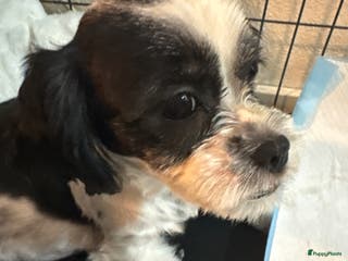 Shih Tzu honden Mooie shitzu boomer pups - Advertentie 2