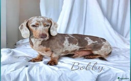Teckel (korthaar)  honden te koop: De allermooiste dwergteckel pupjes!! - Afbeelding 31