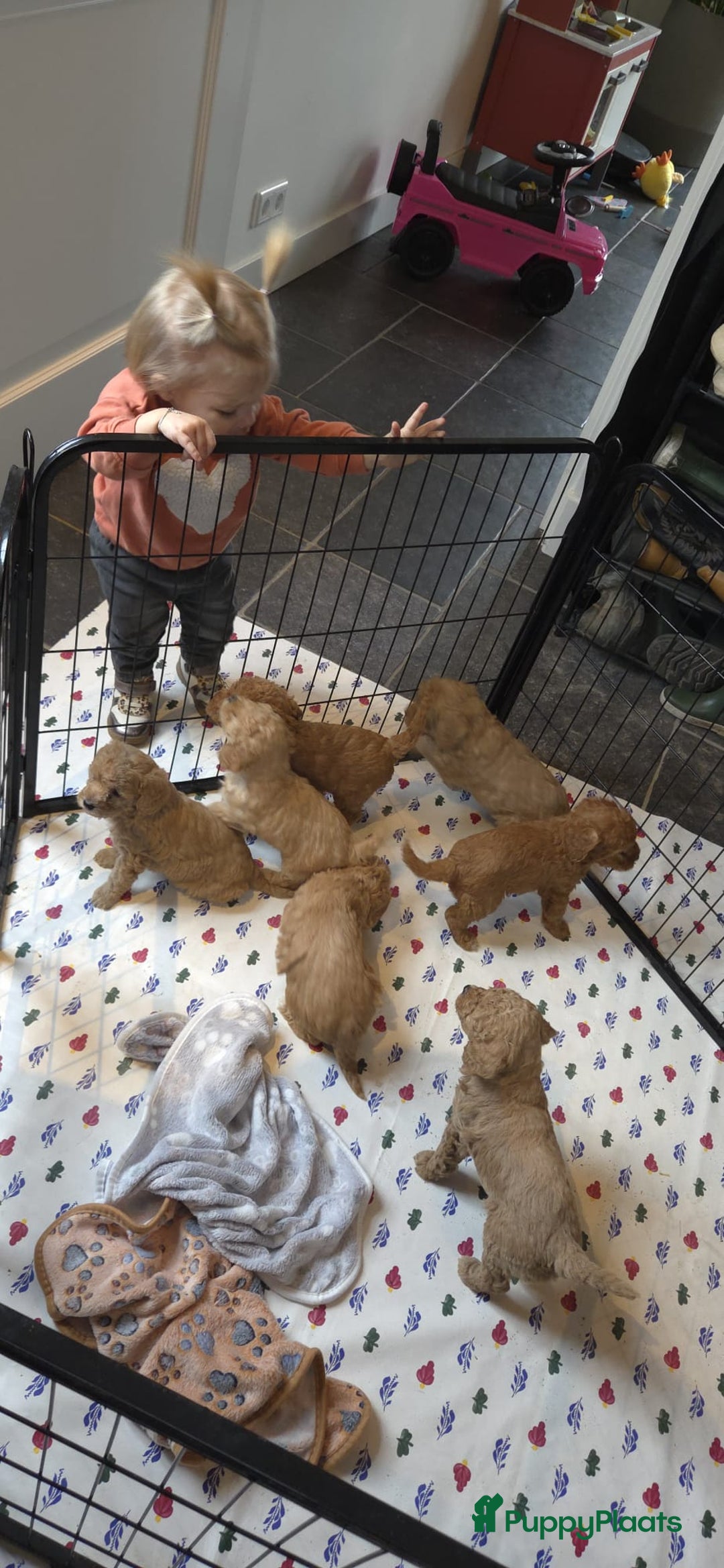 Kruising honden te koop: Mini labradoodle f4 - Advertentie 1