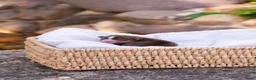 Australian Shepherd honden te koop: Miniature American Shepherd - Advertentie 7