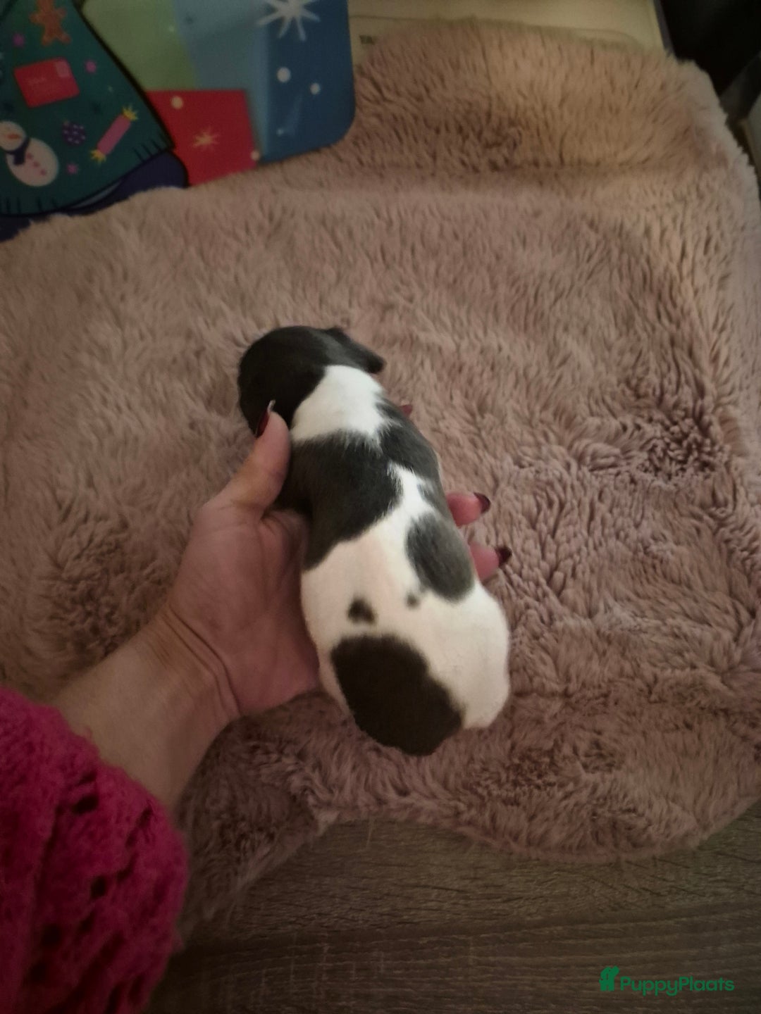 Jack Russel Terriër honden te koop: Super mooie jackrussel pups mogen met kerst mee  - Advertentie 10