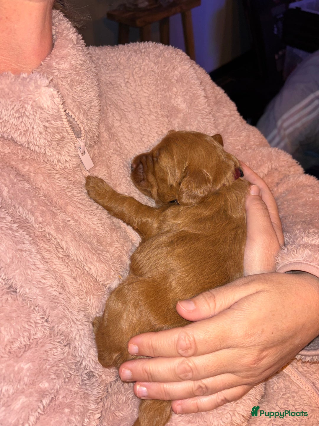 Labradoodle honden te koop: Labradoodle pups - Advertentie 3