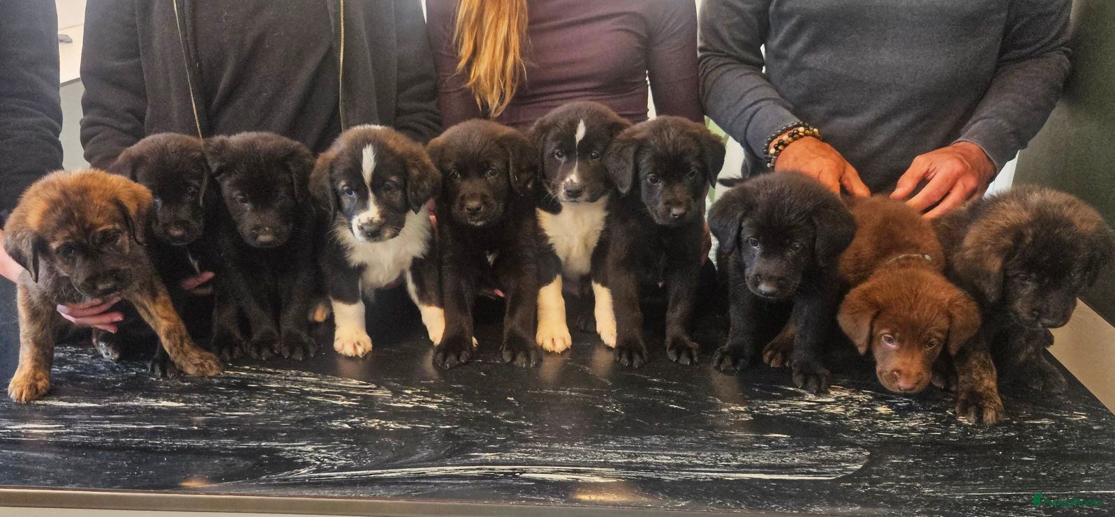 Kruising honden Labrador weimaraner/Labrador herder pups - Advertentie 1