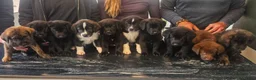 Kruising honden te koop: Labrador weimaraner/Labrador herder pups - Advertentie 1