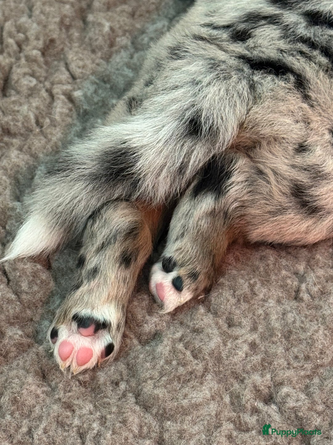 Australian Shepherd honden te koop: Prachtig en gezond nestje Australian Shepherds  - Advertentie 8