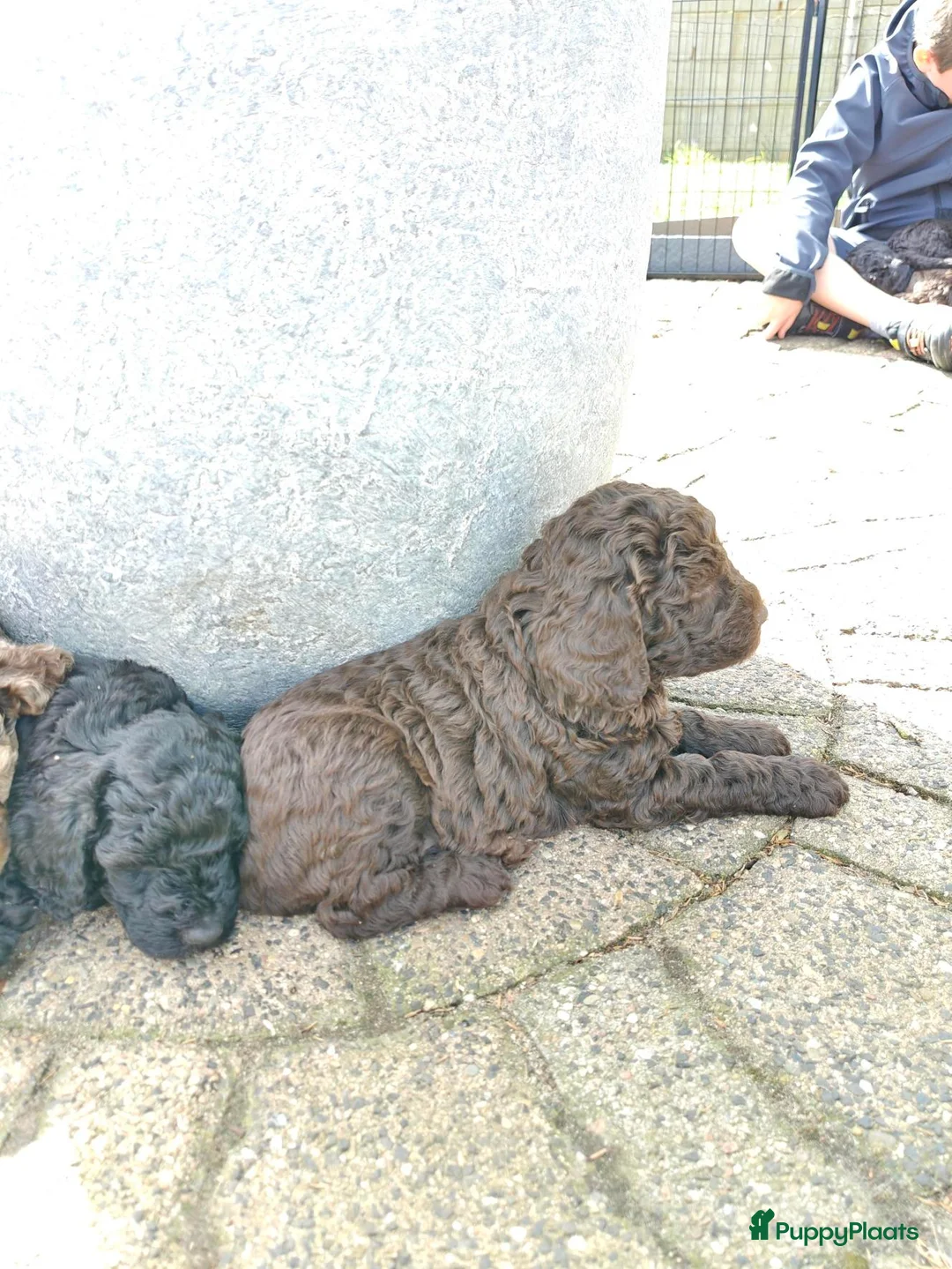 Goldendoodle honden te koop: Prachtig particulier nestje medium Goldendoodles - Advertentie 8