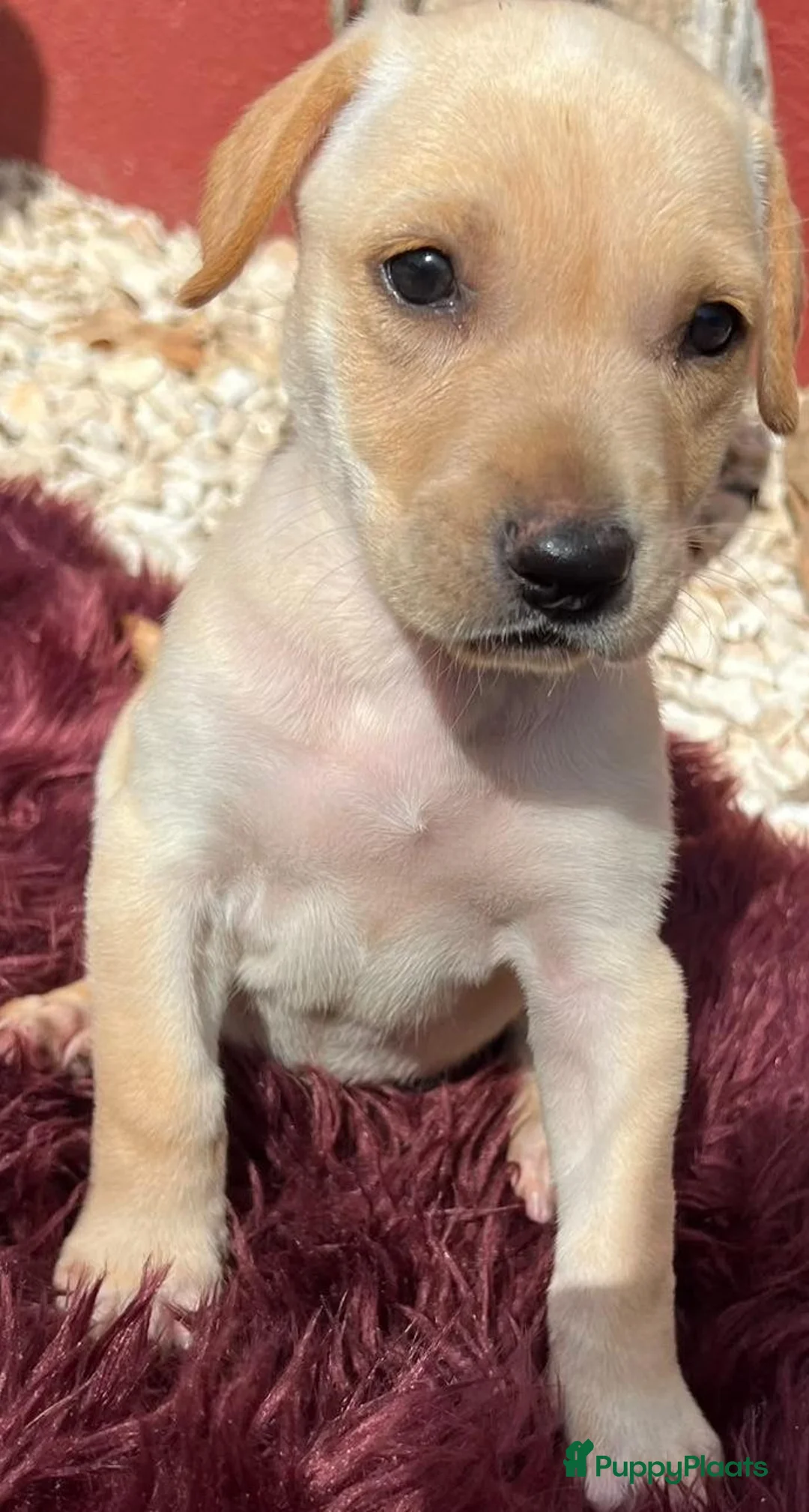 Kruising honden ter adoptie: hicha deze lieve meid zoekt haar gouden mandje  - Advertentie 13