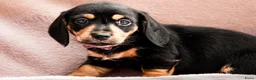 Teckel honden te koop: Superlieve sociale teckelpups zoeken nieuw huis - Advertentie 5