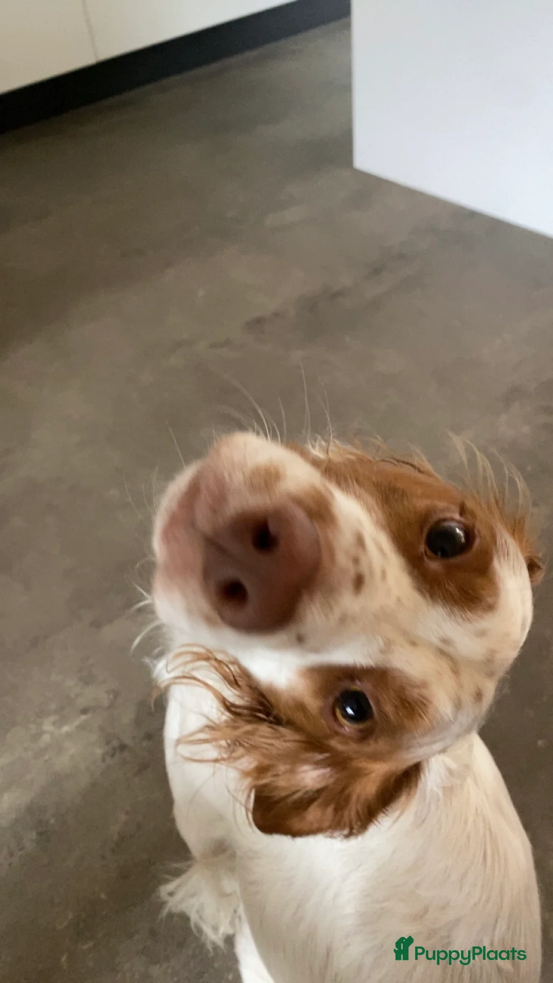 Kruising honden ter dekking: Mooie spaniel-achtige reu beschikbaar voor dekking - Advertentie 6