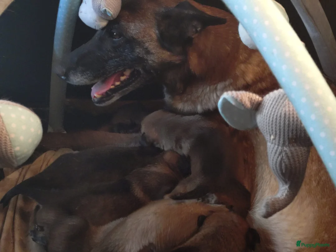 Mechelse Herder honden te koop: Super mooie mechelse herder pups  - Advertentie 2