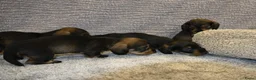 Ruwhaar Teckel honden te koop: Ruwhaar Dwerg/Kaninchen teckel pups met stamboom. - Advertentie 5