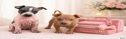Amerikaanse Naakthond honden te koop: Prachtige Amerikaanse naakt hondjes - Advertentie 1