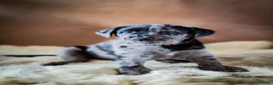 Kruising Puppy 8