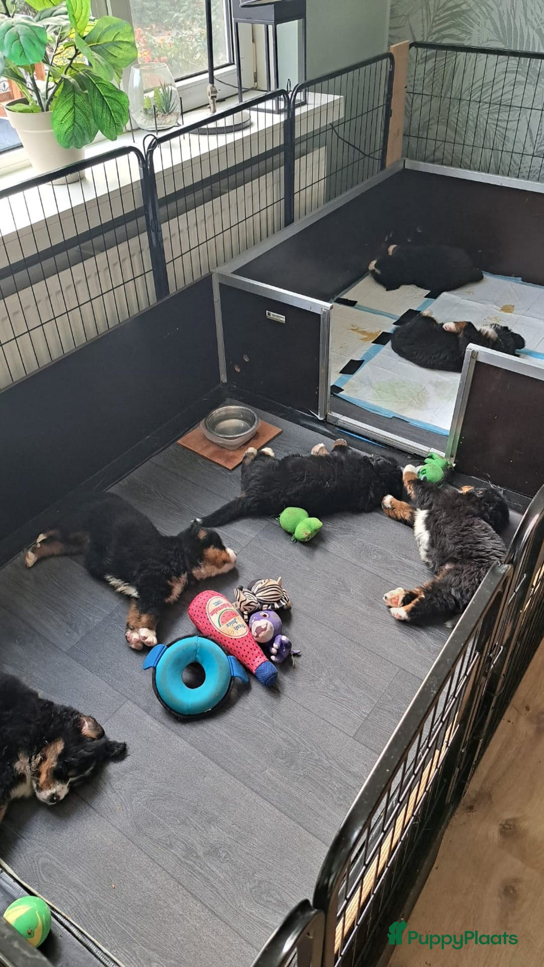 Berner Sennenhond honden te koop: Te koop berner sennen pups - Advertentie 4