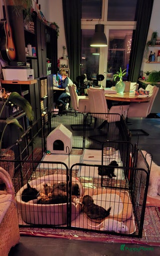 Galerij afbeelding {{count}}