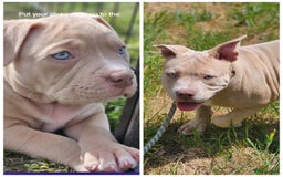 Amerikaanse Bully honden te koop: 2 leuke, teefjes met een zacht karakter .  - Afbeelding 4