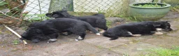 Kruising honden te koop: Oud Duitse Herder X Finse Lappenhond pups - Advertentie 7