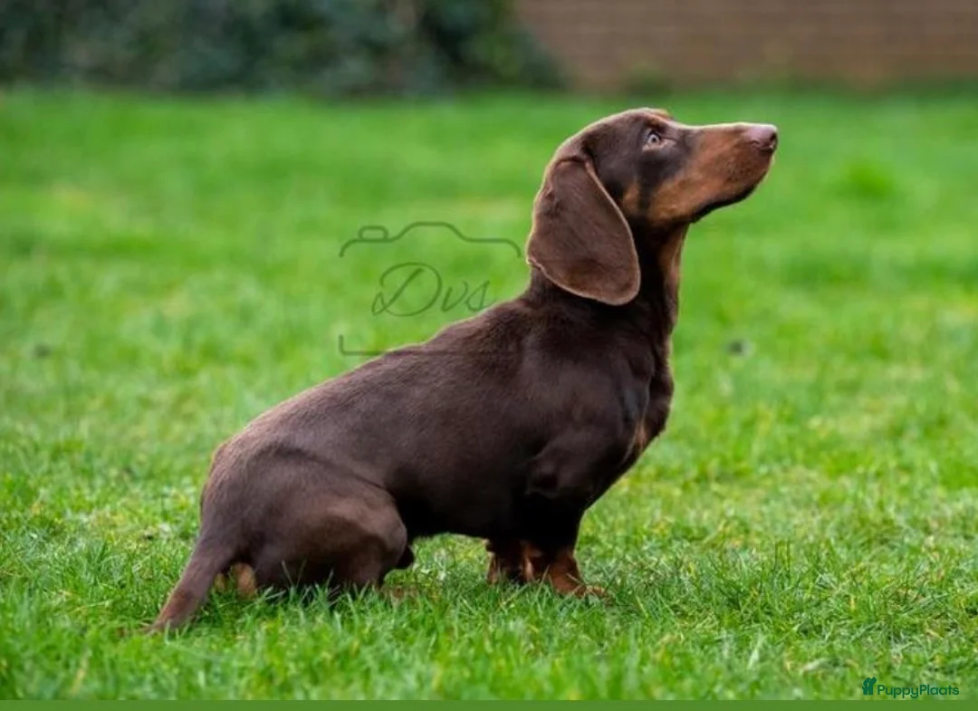 Teckel (korthaar)  honden te koop: Black and tan teckel pups  - Advertentie 8