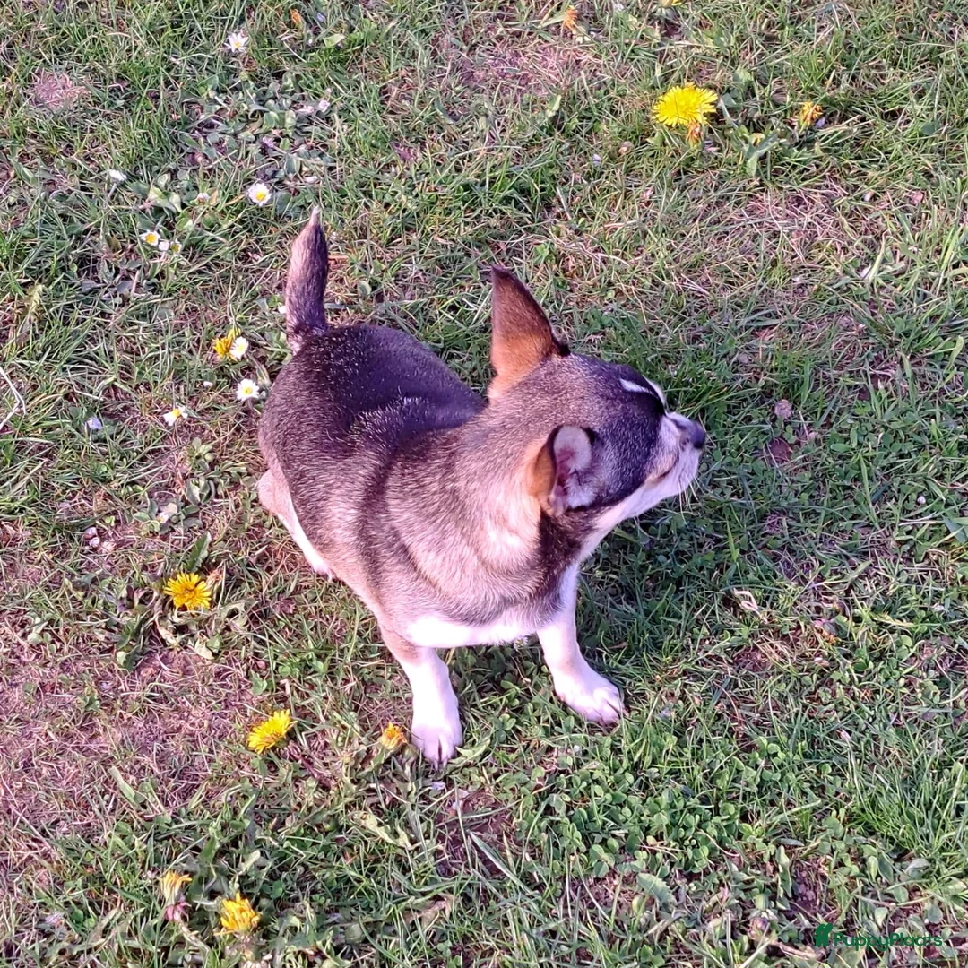 Chihuahua honden te koop: Chihuahua husky reu  - Advertentie 4