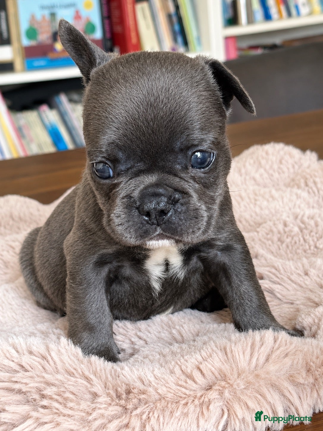 Franse Bulldog honden Franse Bulldog pups Lionheart Bloodline  - Advertentie 2
