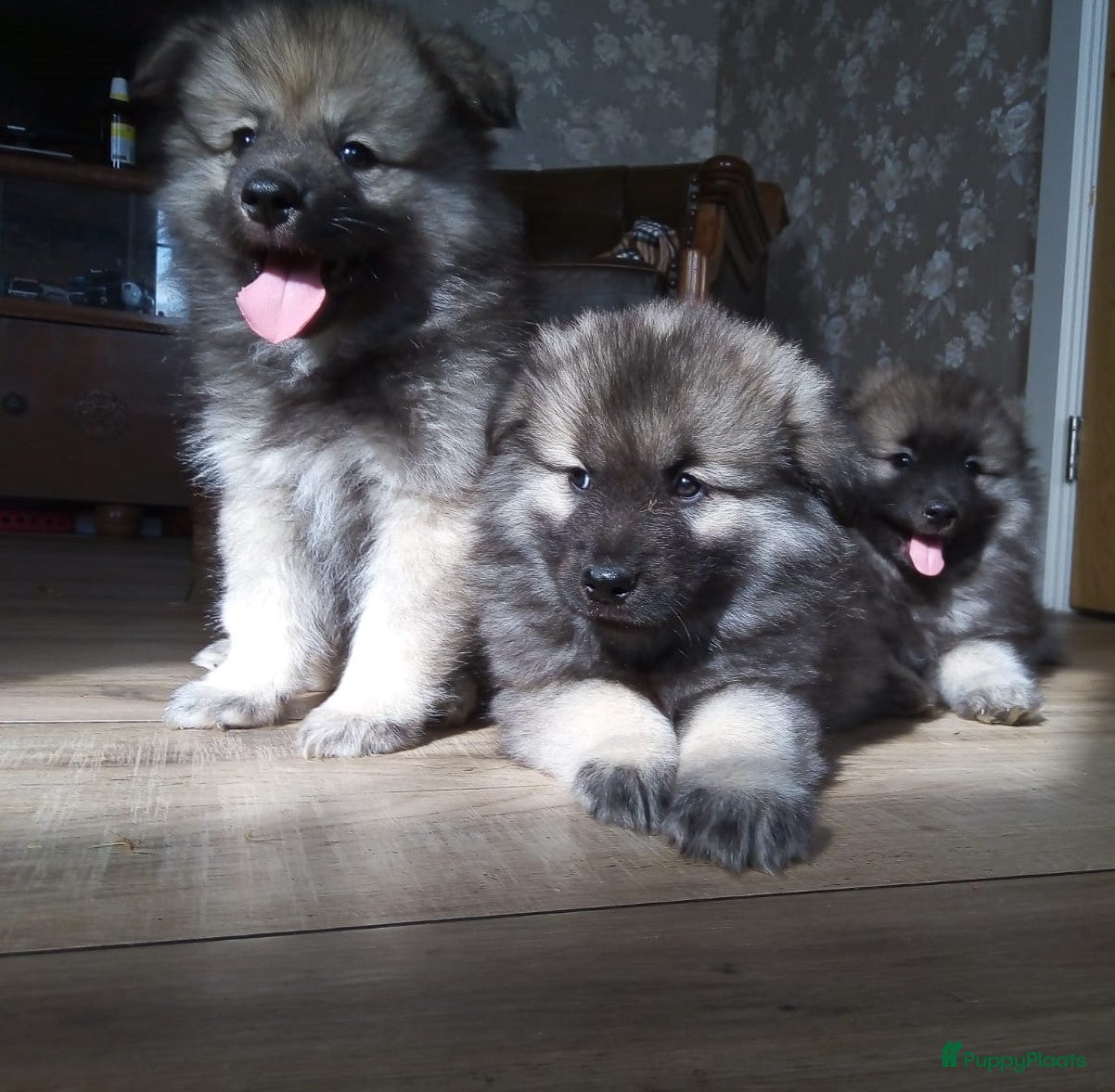 Keeshond honden Keeshond wolfsgrauw. Grijs. Blauw. - Advertentie 2