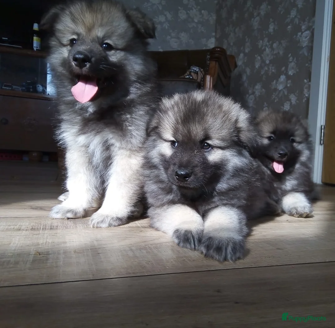 Keeshond honden te koop: Keeshond wolfsgrauw. Grijs. Blauw. - Advertentie 2