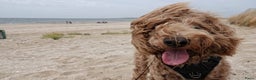 Australian Labradoodle honden te koop: Labradoodle medium ( Australian ) - Advertentie 16