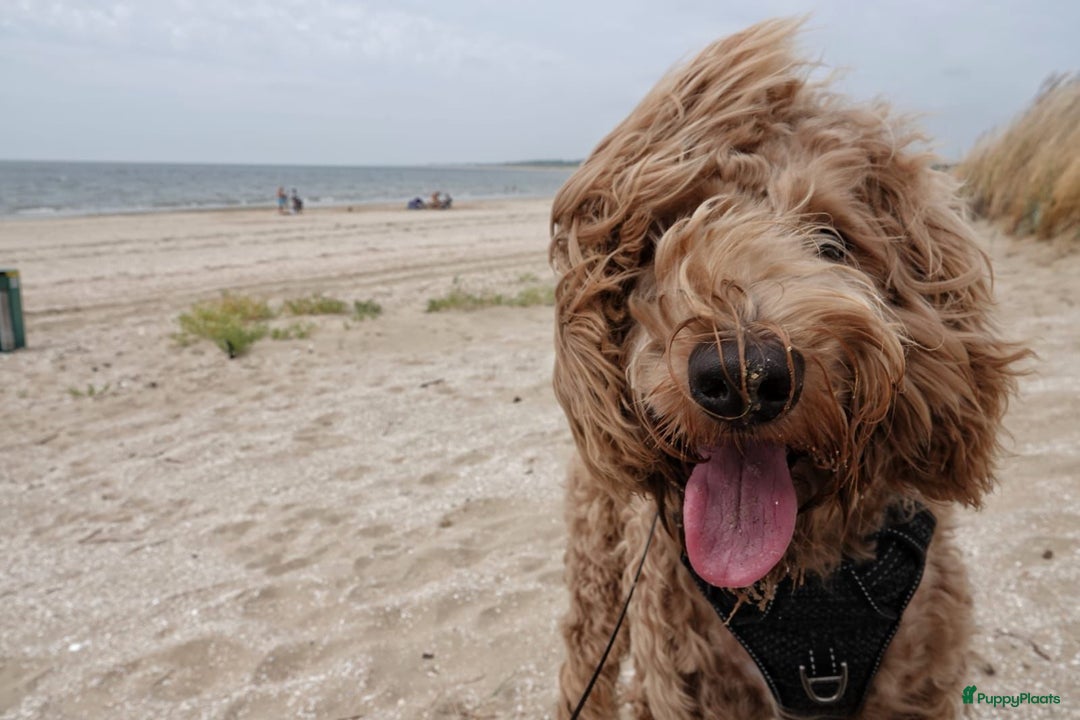 Australian Labradoodle honden te koop: Labradoodle medium ( Australian ) - Advertentie 16