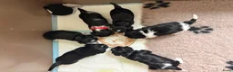 Kruising honden te koop: Schatjes van Boomerpups te koop - Advertentie 8