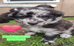 Kruising honden te koop: Prachtige pups Herdermix X Altdeutsche Hütehund  - Afbeelding 9