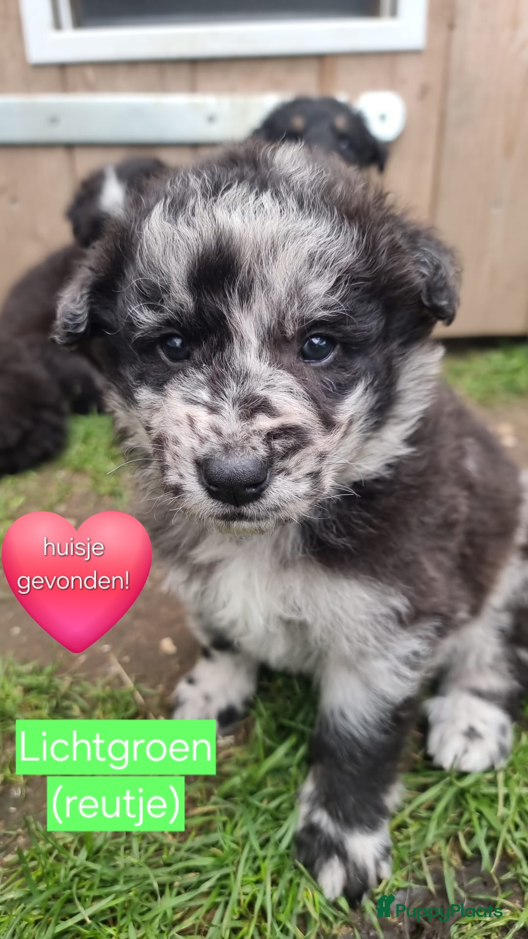 Kruising honden te koop: Prachtige pups Herdermix X Altdeutsche Hütehund  - Afbeelding 9