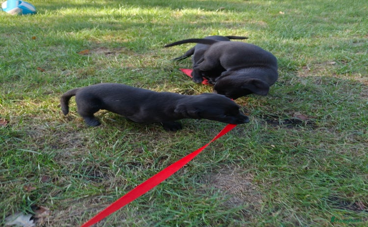 Labrador Retriever honden - Advertentie 1