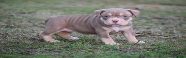 Amerikaanse Bully Puppy 3