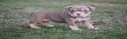 Amerikaanse Bully honden te koop: American bully pocket pups - Advertentie 4
