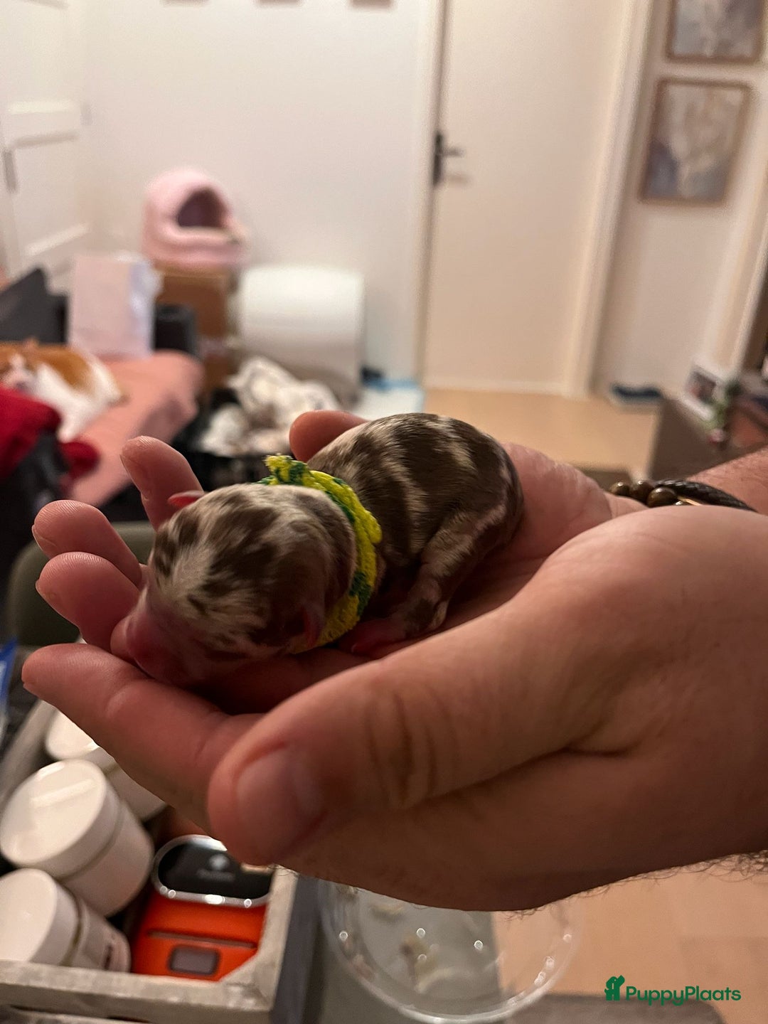 Chihuahua honden te koop: 6 lieve Chihuahua puppy’s - Advertentie 13