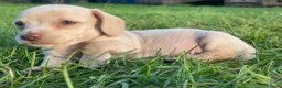 Kruising honden te koop: Kortharige teckels met vleugje chihuahua  - Advertentie 13