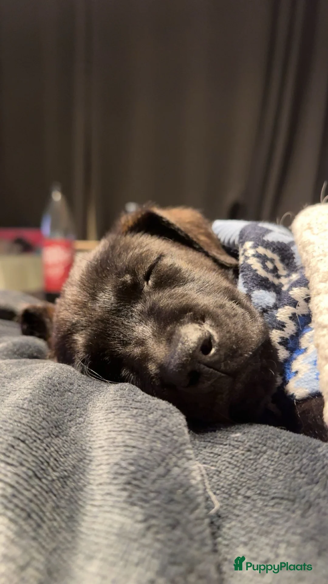 Kruising honden te koop: Labrador mix pup teefje - Advertentie 2