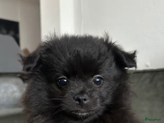 Pomchi honden Pomchi meisje - Advertentie 1