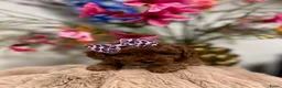 Poedel Toy honden te koop: toypoedel  - Advertentie 10