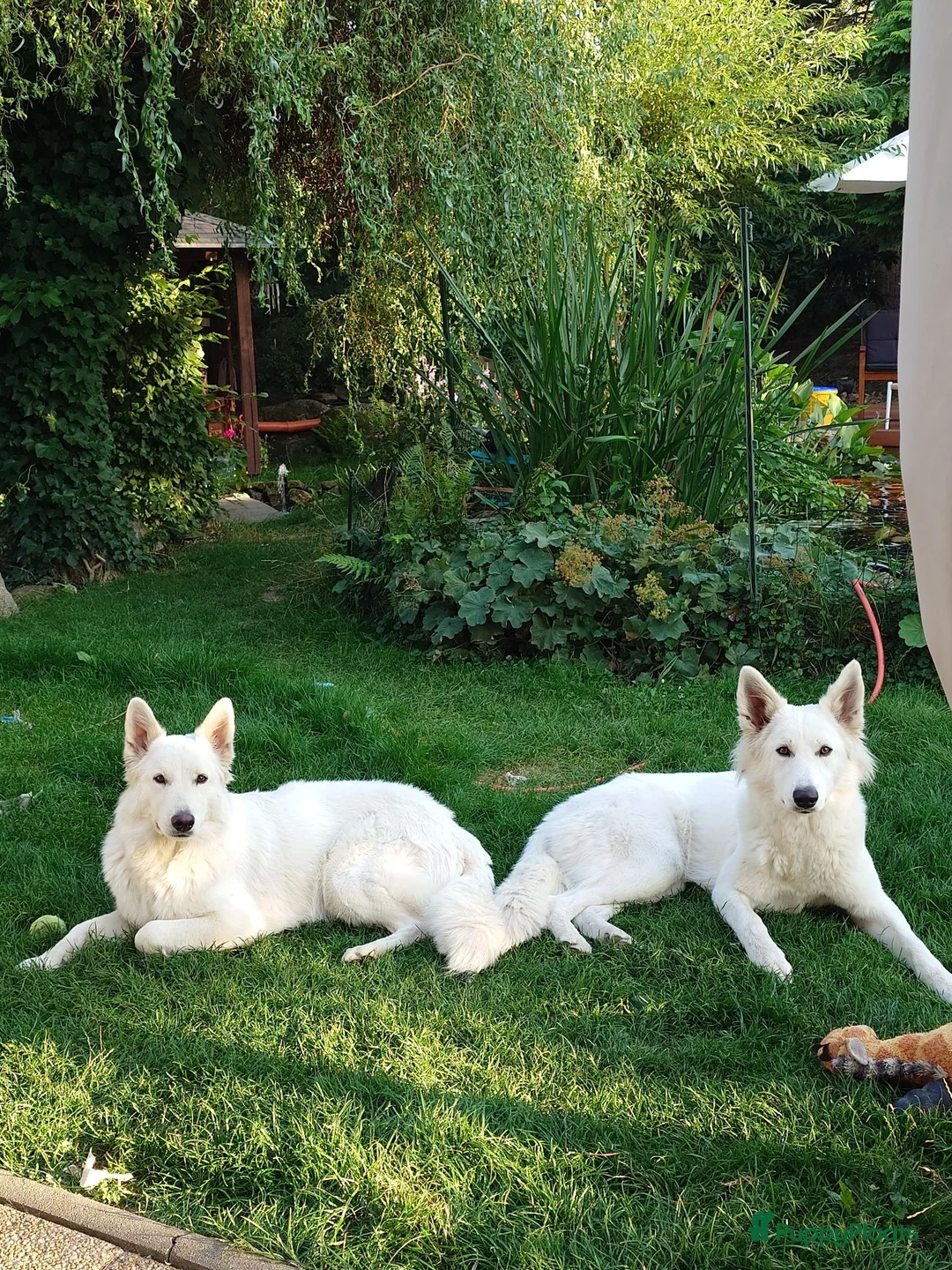 Zwitserse Witte Herdershond honden te koop: Nestje verwacht van Zwitserse herder(met stamboom) - Advertentie 19