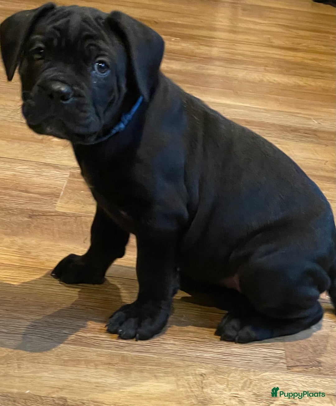 Cane Corso honden te koop: Te koop zwarte Cane corso pups met FCI stamboom  - Advertentie 8
