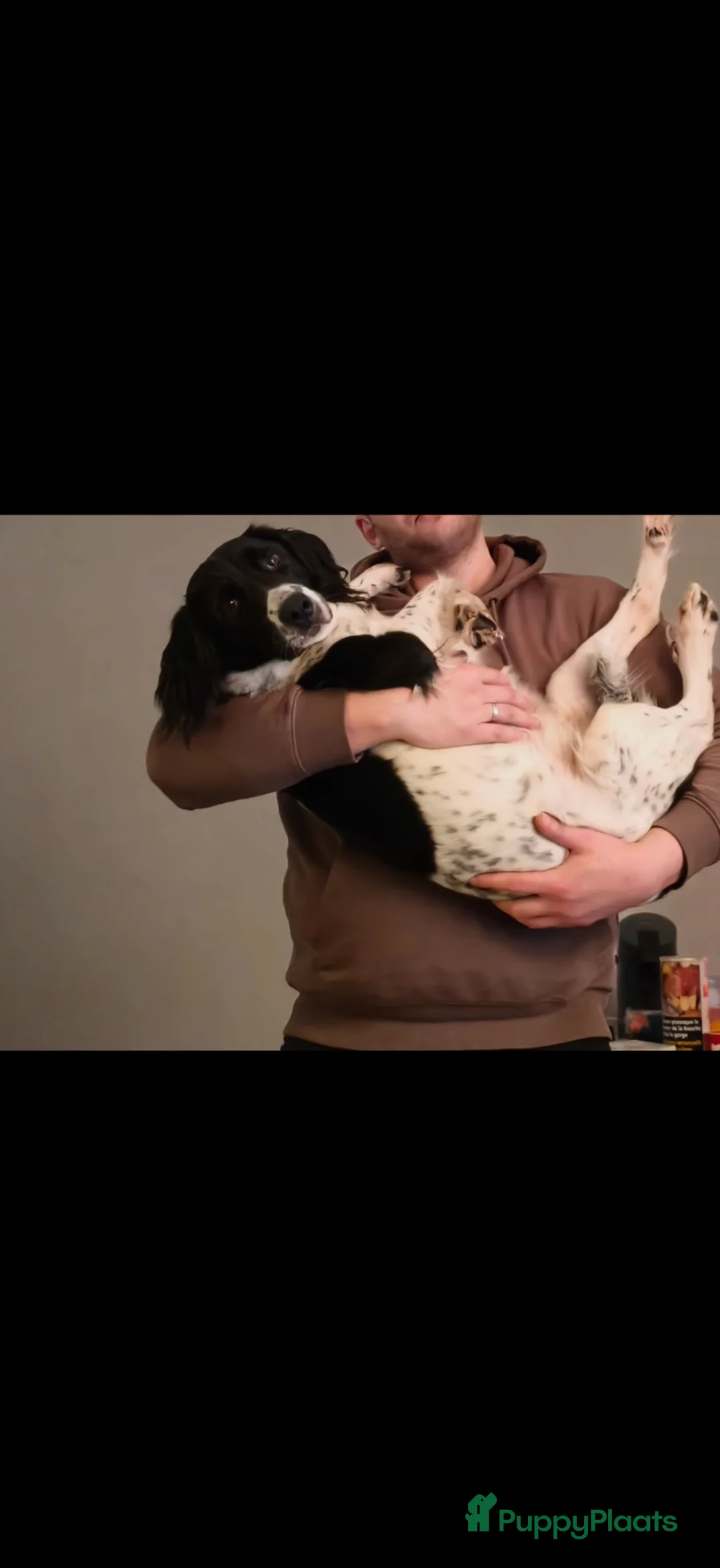 Grote Münsterländer honden te koop: Dit lief meisje is opzoek naar een huisje - Advertentie 3