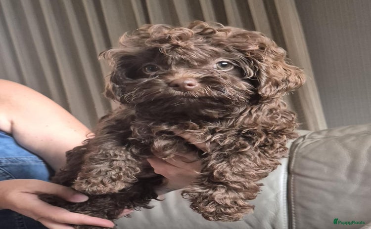 Bolonka Zwetna honden - Advertentie 4