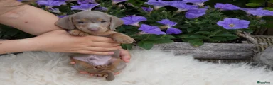 Teckel (korthaar)  Puppy 1