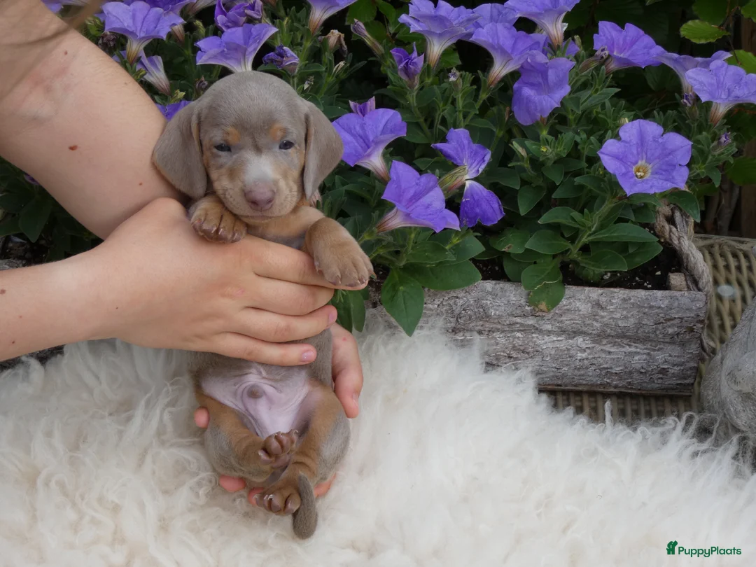 Teckel (korthaar)  honden te koop: Kaninchen x Dwerg teckel pups, kleur Isabel tan! - Advertentie 1