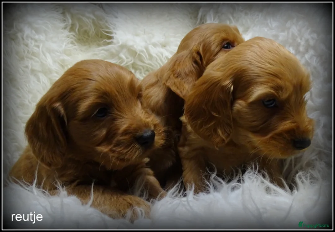 Cockapoo honden te koop: Cockapoo pups - Advertentie 4