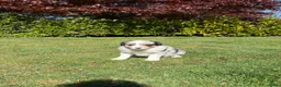 Kruising honden te koop: Australian Shepherd x Border Collie pups - Advertentie 5